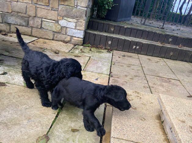 Black Cockapoo pups for sale in Omagh, Omagh - Image 3