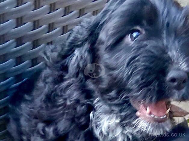 Black Cockapoo pups for sale in Omagh, Omagh - Image 4