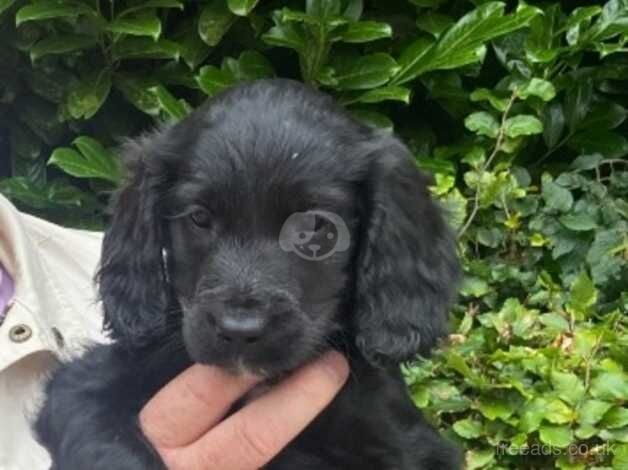 Black Cockapoo pups for sale in Omagh, Omagh - Image 5