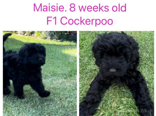 Black F1B Cockerpoo female for sale in Rochester, Northumberland