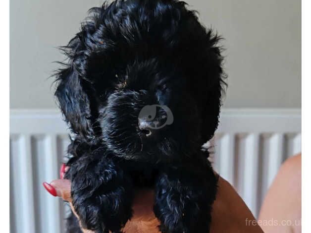 Black F1B Cockerpoo female for sale in Rochester, Northumberland - Image 2