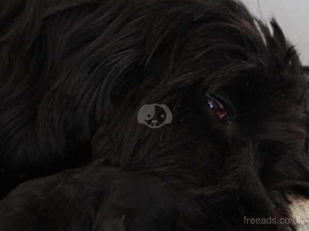 Black F1B Cockerpoo female for sale in Rochester, Northumberland - Image 3