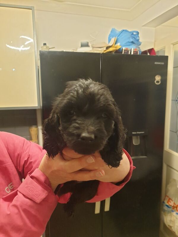 Black f2 cockapoo for sale in Merthyr Tydfil 