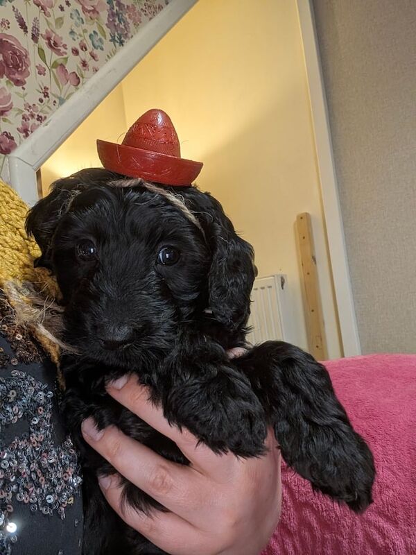 Black Female Cockapoo Pups ❤️ for sale in Cwmavon, Gwent