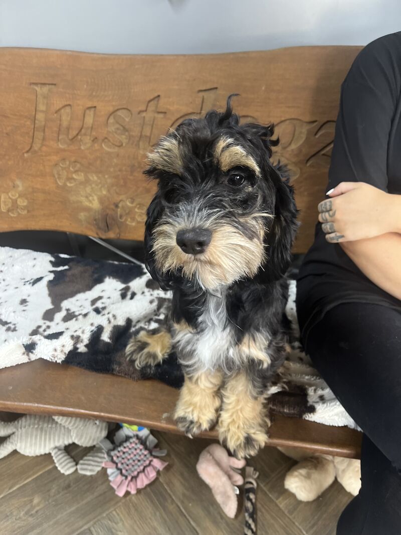 Black tan Cockapoo girl for sale in Upwell, Norfolk - Image 2