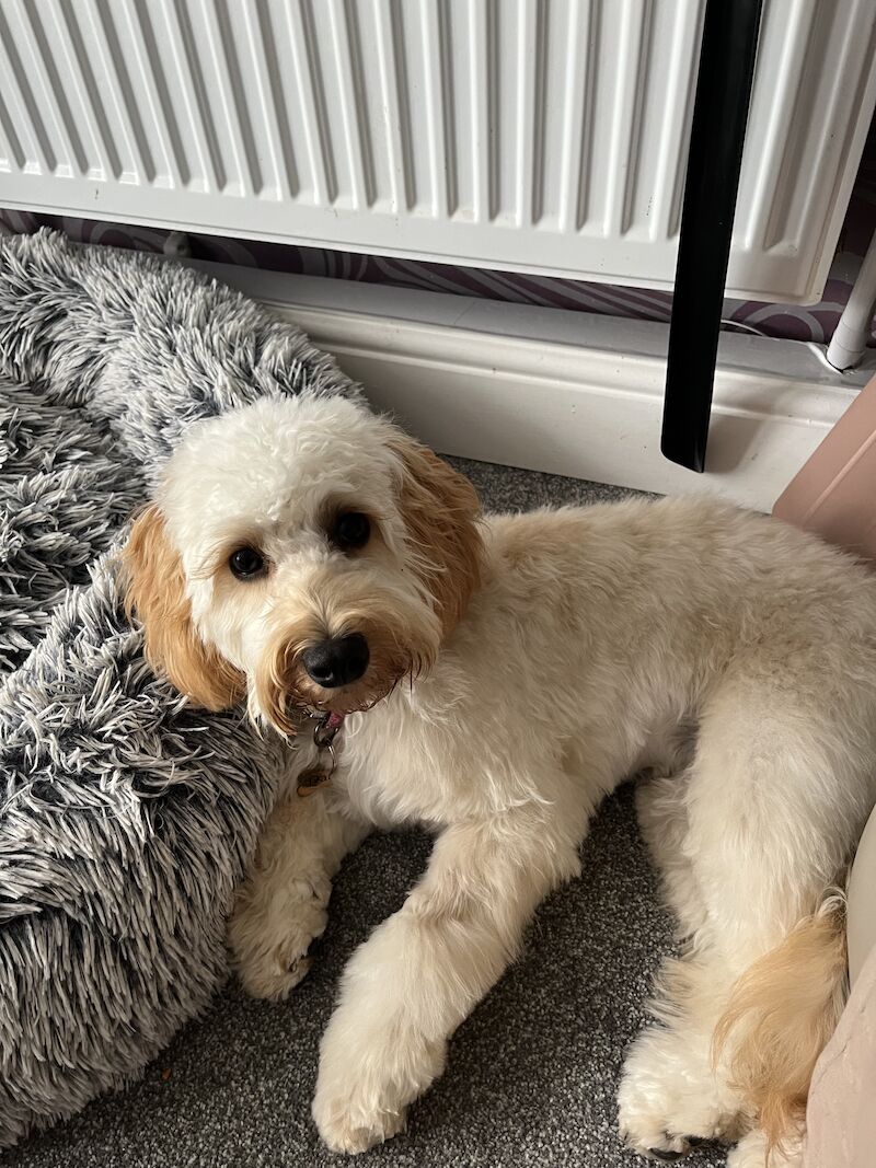 Blonde female cockapoo for sale in Sunderland, Tyne and Wear