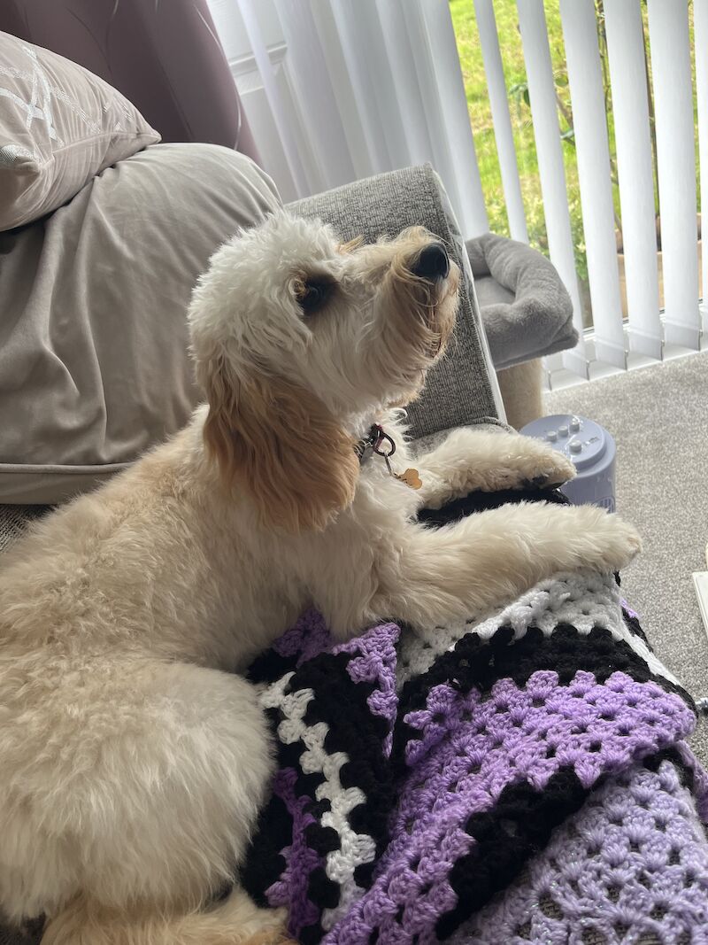 Blonde female cockapoo for sale in Sunderland, Tyne and Wear - Image 2