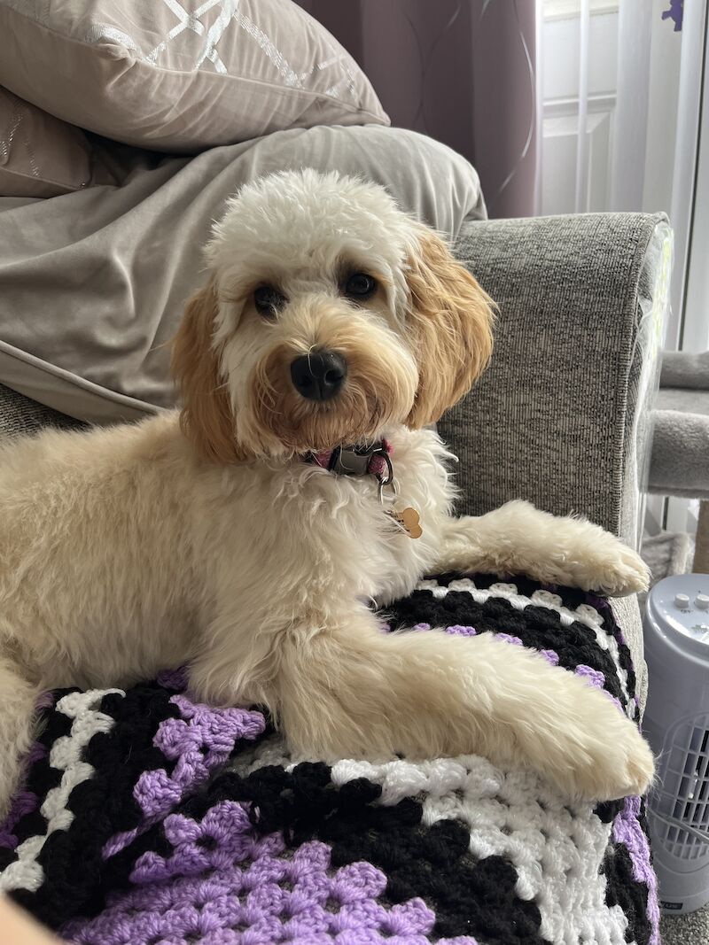 Blonde female cockapoo for sale in Sunderland, Tyne and Wear - Image 5