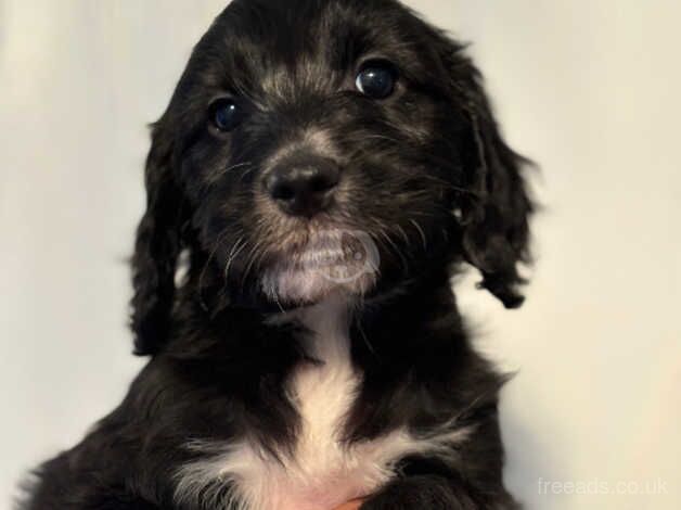 Blue Merle cockapoos for sale in Tonbridge, Kent - Image 2