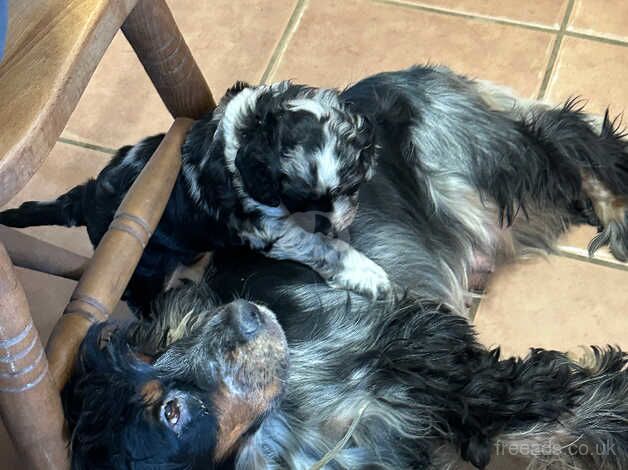 Blue Merle one little girl left. for sale in Haverfordwest/Hwlffordd, Pembrokeshire