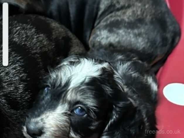 Blue Merle one little girl left. for sale in Haverfordwest/Hwlffordd, Pembrokeshire - Image 2