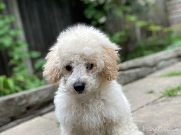 Boy caverpoo for sale in Farnham, North Yorkshire