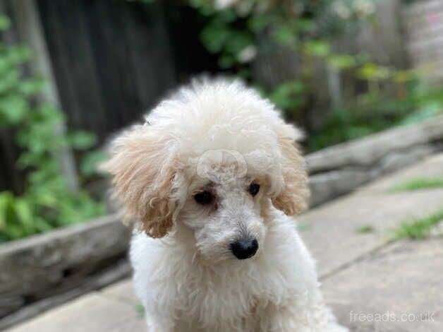 Boy caverpoo for sale in Farnham, North Yorkshire - Image 2