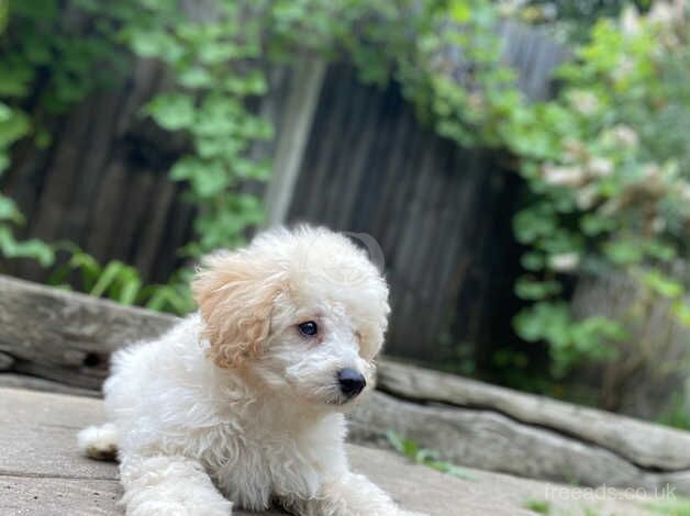 Boy caverpoo for sale in Farnham, North Yorkshire - Image 3