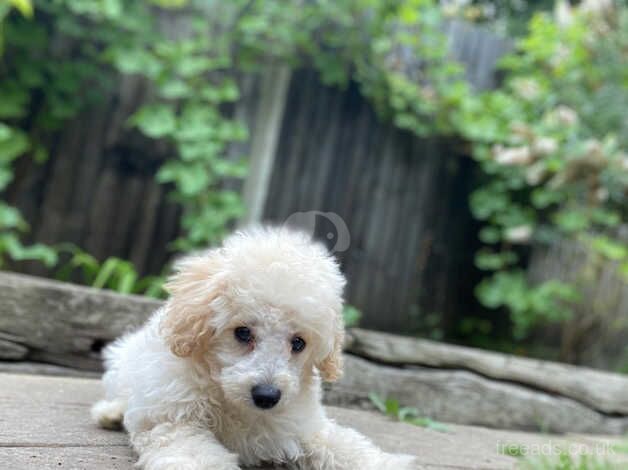 Boy caverpoo for sale in Farnham, North Yorkshire - Image 5