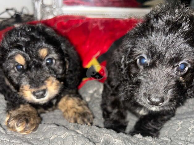 Boy cockapoo puppies for sale in Ashington, Northumberland - Image 1