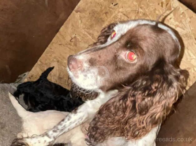 Boy cockapoo puppies for sale in Ashington, Northumberland - Image 2