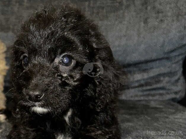 Boy cockapoo puppies for sale in Ashington, Northumberland - Image 3