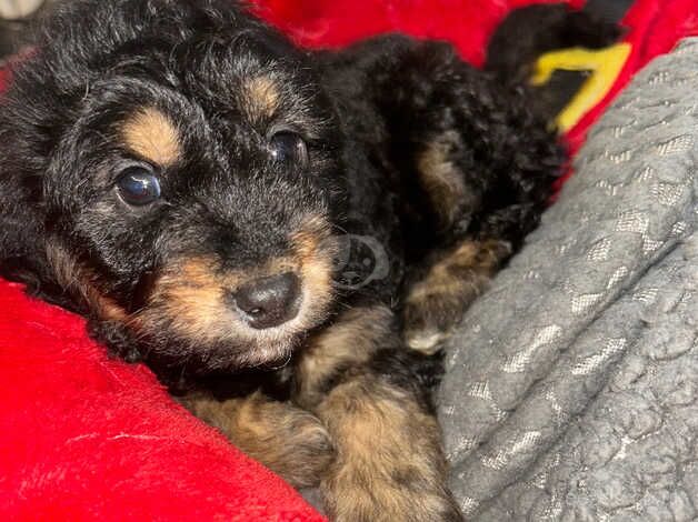 Boy cockapoo puppies for sale in Ashington, Northumberland - Image 4