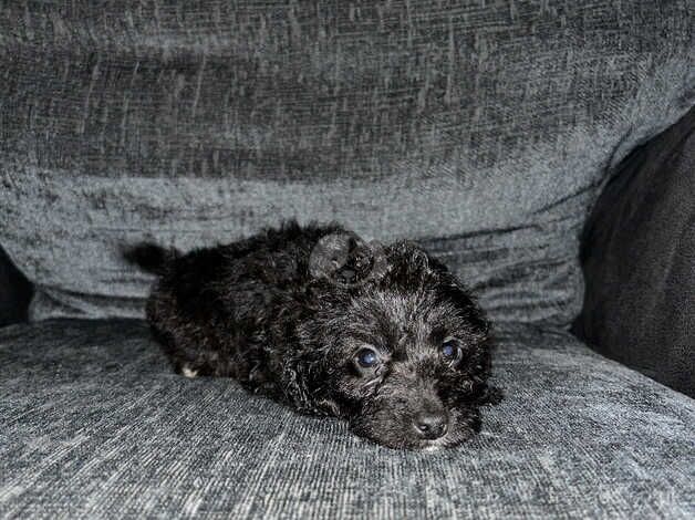 Boy cockapoo puppies for sale in Ashington, Northumberland - Image 5