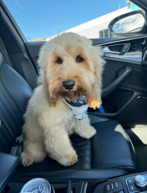 Kennel Club Registered Cockapoo Puppies For Sale