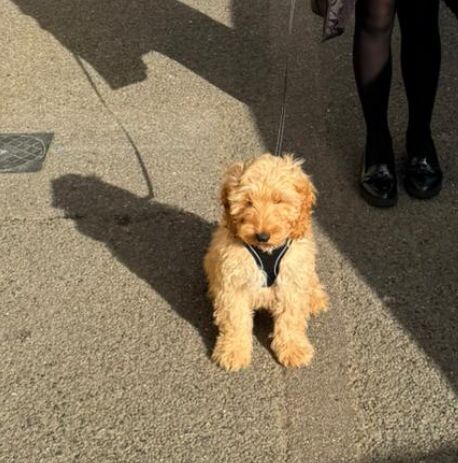 Boy Cockapoodle for sale in Margate, Kent - Image 3