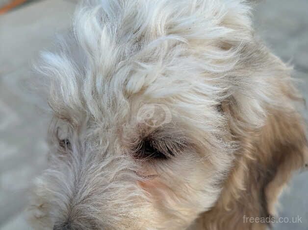 Boys and girls cockapoo for sale in Wymondham, Leicestershire - Image 1