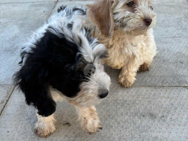 Boys and girls cockapoo for sale in Wymondham, Leicestershire - Image 2