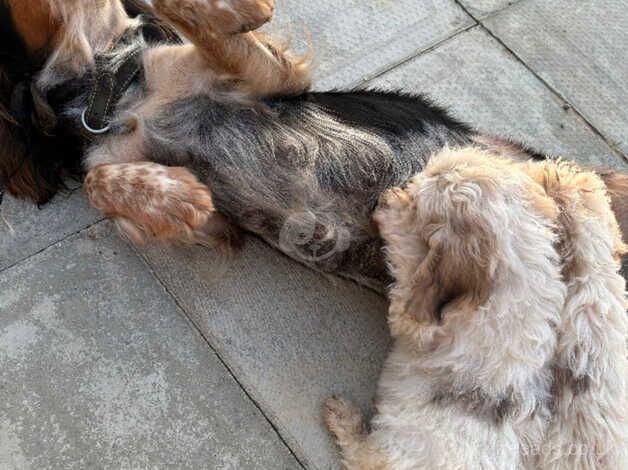 Boys and girls cockapoo for sale in Wymondham, Leicestershire - Image 3