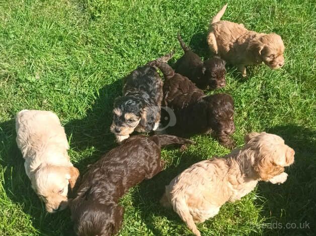 Brilliant litter of cock-a-poo puppies for sale in Chichester, West Sussex