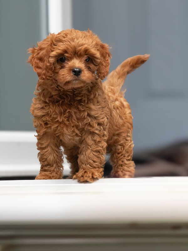 CAVAPOO boy puppy for sale in Stevenage, Hertfordshire