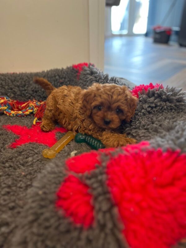 CAVAPOO boy puppy for sale in Stevenage, Hertfordshire - Image 2