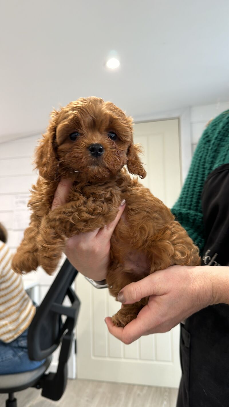 Cockapoo Puppies for sale in Hertfordshire