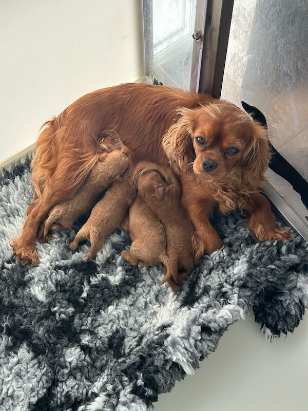 Cockapoo Puppies for sale