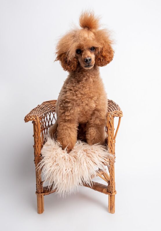 CAVAPOO boy puppy for sale in Stevenage, Hertfordshire - Image 5