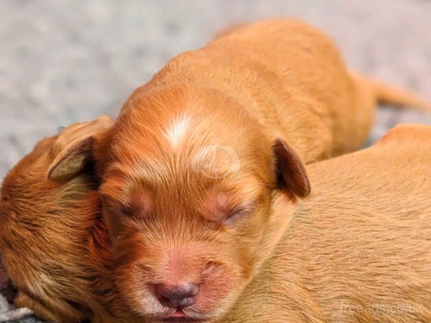 Champion Line, Health Tested Mini F1 Cockapoo Puppies for sale in Ely, Cambridgeshire - Image 1