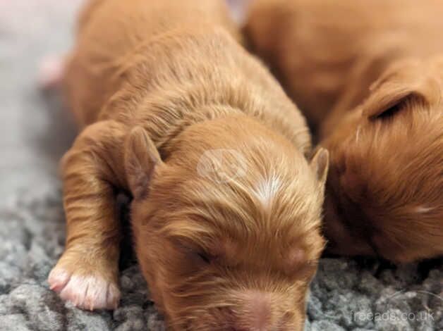 Champion Line, Health Tested Mini F1 Cockapoo Puppies for sale in Ely, Cambridgeshire - Image 4