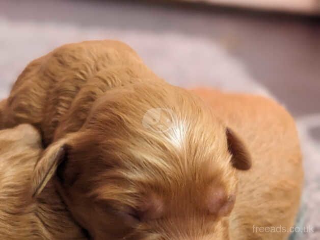 Champion Line, Health Tested Mini F1 Cockapoo Puppies for sale in Ely, Cambridgeshire - Image 5