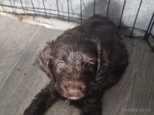 Chocolate and white cockerpoos puppies available for sale in Faversham, Kent - Image 1