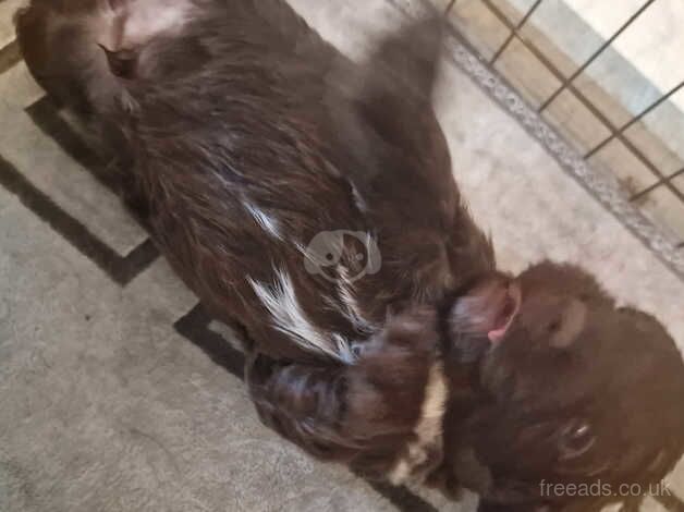 Chocolate and white cockerpoos puppies available for sale in Faversham, Kent - Image 4