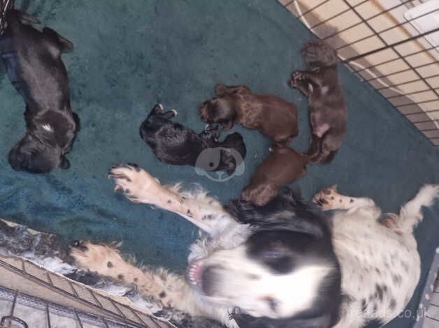 Chocolate and white cockerpoos puppies available for sale in Faversham, Kent - Image 5