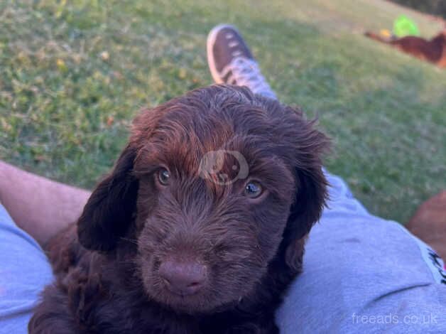 Chocolate brown cockapoo for sale in Chingford, Waltham Forest, Greater London