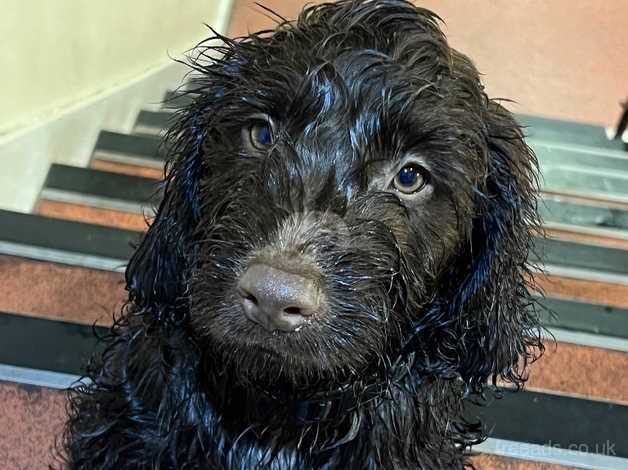 Chocolate brown cockapoo for sale in Chingford, Waltham Forest, Greater London - Image 3