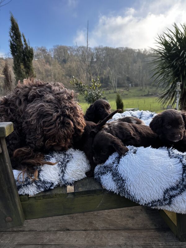 Chocolate cockapoo for sale in Dover, Kent - Image 2