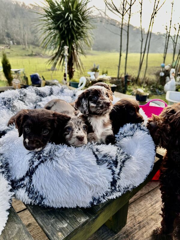 Chocolate cockapoo for sale in Dover, Kent - Image 3