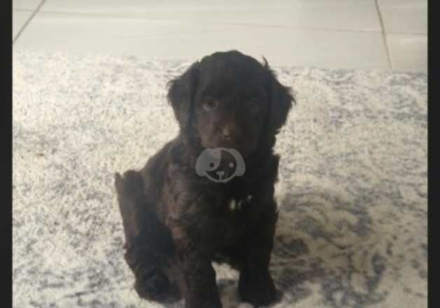 Chocolate Cockapoo boy for sale in Thetford, Norfolk