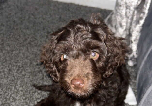 Chocolate Cockapoo boy for sale in Thetford, Norfolk - Image 2