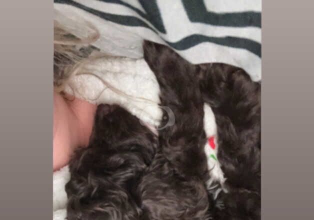 Chocolate Cockapoo boy for sale in Thetford, Norfolk - Image 3