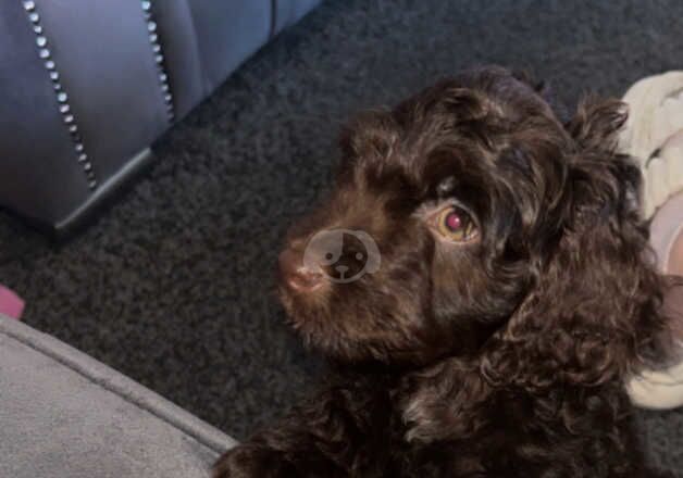 Chocolate Cockapoo boy for sale in Thetford, Norfolk - Image 5