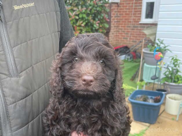 Chocolate cockapoo for sale in Canterbury, Kent